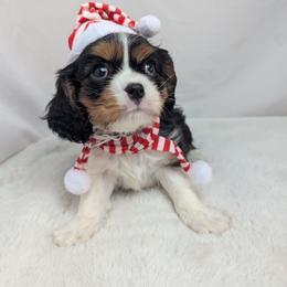 George - Black and tan male Cavalier King Charles Spaniel puppy in Seymour, Missouri from Painted Blessing's AKC Cavaliers LLC