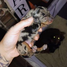 Maple - Dapple female Dachshund puppy in Stroudsburg, Pennsylvania from Bella's Weenie Haven