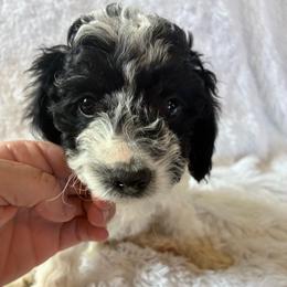 Bashful - Black and white male Cockapoo puppy in Adrian, Oregon from ApplebyFarm