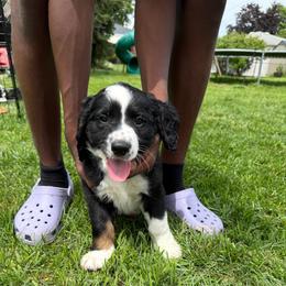 Roosevelt - Tri-color male Bernedoodle puppy in Center Line, Michigan from Mitten Made Bernedoodles