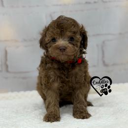 Tyson (brown sable) - Sable male Poodle puppy in Nashville, Arkansas from Cuddles n Curls