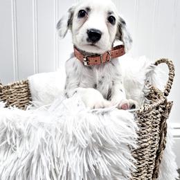 Orange - White and black male Dalmatian puppy in Gray, Georgia from Fuller Spots