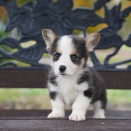 GEORGE - Black and tan male Pembroke Welsh Corgi puppy in Berea, Kentucky from SunShine Corgis