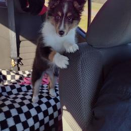 Shetland Sheepdog Puppies from Agee's World of Shelties