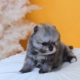 Mickey - Cream sable male Pomeranian puppy in Los Angeles, California from Pommies of LA