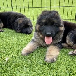 German Shepherd Puppies from Broward Shepherds