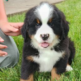Finn - Black rust and white male Bernese Mountain Dog puppy in Auburn, Indiana from Swamp Creek Berners