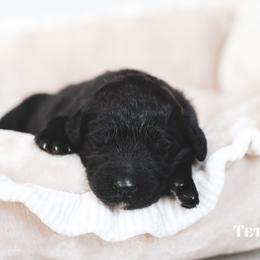 Teton - male Newfypoo puppy in Marshallville, Ohio from Windy Hill Dogs