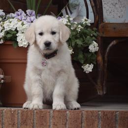 Golden Retriever Puppies from Wise-Taylor Goldens