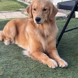 Lainey - Golden Retriever