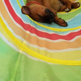 Rhodesian Ridgeback Puppies from Zenkosi Ridgebacks