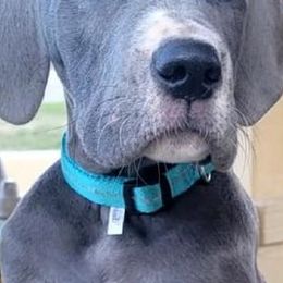 Great Danes from Misty Creek