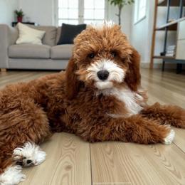 Laney - Goldendoodle