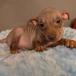 Flux - Chocolate male American Hairless Terrier puppy in Phoenix, Arizona from Bare Valley