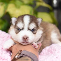 Molly - Red and white female Pomsky puppy in Coos Bay, Oregon from Ocean View Pomskies