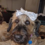 Briard and Schapendoes Puppies from Dragonz Lair