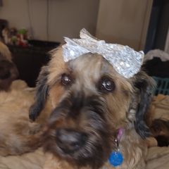 Briard and Schapendoes Puppies from Dragonz Lair