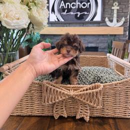 Sky ( pink collar ) - Phantom female Poodle puppy in Hooper, Utah from Anchor Dogs