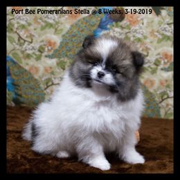 Pomeranian Puppies from Port Bee Pomeranian’s