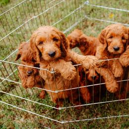 Goldendoodle Puppies from Bows & Ties Doodles