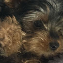 Yorkshire Terriers from Kim’s Rocket Yorkies