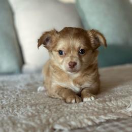 Peach - Fawn and white female Chihuahua puppy in Burleson, Texas from Luxe Paradise House of Chi