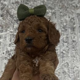 Goldendoodles and Poodles from Chitownpupz