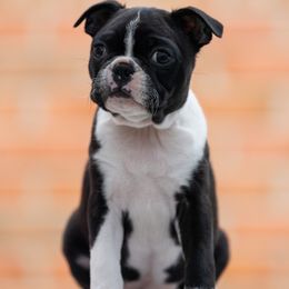Apple - Black and white Boston Terrier puppy in Catawba, Virginia from Echo Ridge Kennel