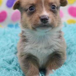 Griffin - Fawn male American Corgi puppy in Lithia, Florida from Diamondcrest Inc
