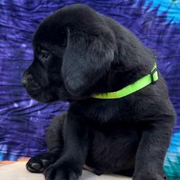 Mousse - Black male Labrador Retriever puppy in Marietta, South Carolina from Trust in the Lord Labradors