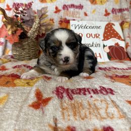 Daisy - Blue merle female Miniature Australian Shepherd puppy in Liberty, Mississippi from Liberty Oaks Aussies and Dachshunds
