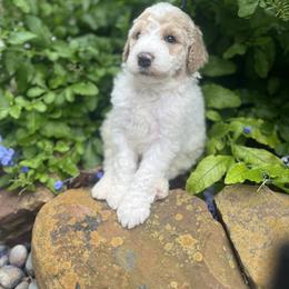 Goldendoodle Puppies from Southeast Texas doodles