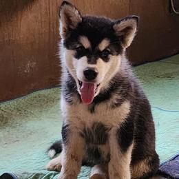 Girl 2 'Onyx' lime green collar - Gray and white female Alaskan Malamute puppy in Grayson County, Virginia from River Bend Malamutes