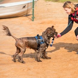"Sierra" Portuguese Water Dog All Grown Up from Belladonna Farm Portuguese Water Dogs