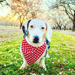 Dachshund Puppies from Ripon Dachshunds