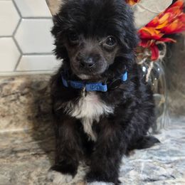 Scout - Black and white male Chinese Crested puppy in Clarksville, Tennessee from Andrews Chinese Cresteds and Euro Bassets