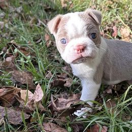 Boston Terriers and French Bulldogs from Shannon's Pups