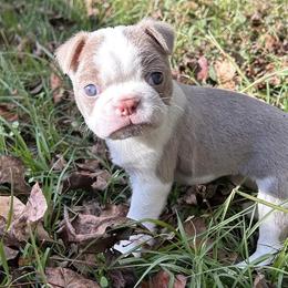 Boston Terriers and French Bulldogs from Shannon's Pups