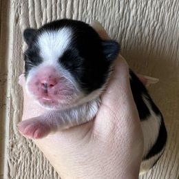 Black Spotted Girl - Black and white female Shih Tzu puppy in Vinita, Oklahoma from Locust Creek Shih Tzu & Havanese