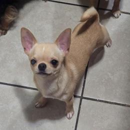 Frankie - Chihuahua