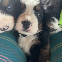 Bernese Mountain Dog Puppies from Hilltop K9