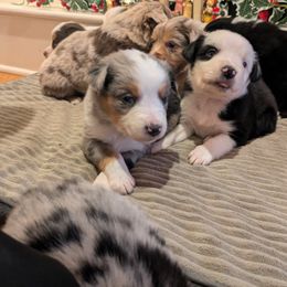 Australian Shepherd Puppies from Riley's Paw Pals