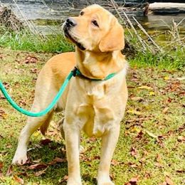 Neo - Labrador Retriever