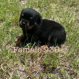 Female 930 - Black and mahogany female Rottweiler puppy in Ocala, Florida from Southeast Companion & Protection Dogs