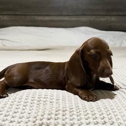 Chocolate girl - Chocolate female Dachshund puppy in Defuniak Springs, Florida from Anastasia Knight's Cocker Spaniels