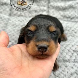 Black and tan girl - Black and tan female Dachshund puppy in Burgettstown, Pennsylvania from Meaden’s Mini Dachshunds