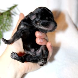 Cupid Genetically Clear - Black and silver male Miniature Schnauzer puppy in Klingerstown, Pennsylvania from Clay Hill Kennels