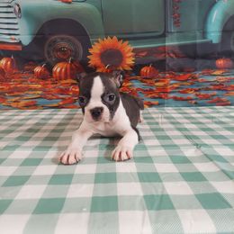 Boy 2 - Brindle and white male Boston Terrier puppy in Olanta, South Carolina from Julie's IHeart Boston Terrier's