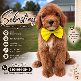 Sebastian - Apricot male Goldendoodle puppy in Spring Lake, North Carolina from Pawriffic Pups