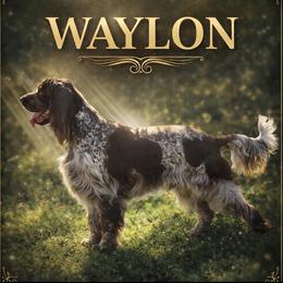 Waylon - English Springer Spaniel